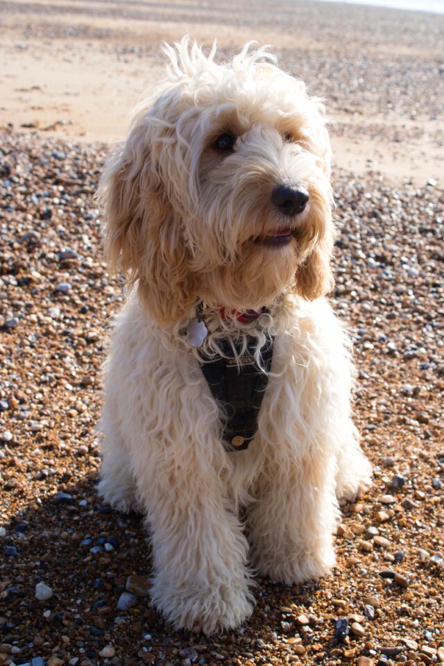 Sea cockapoo animal