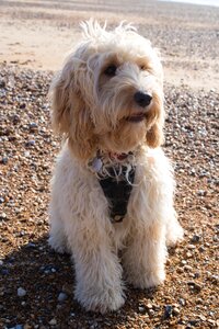 Sea cockapoo animal