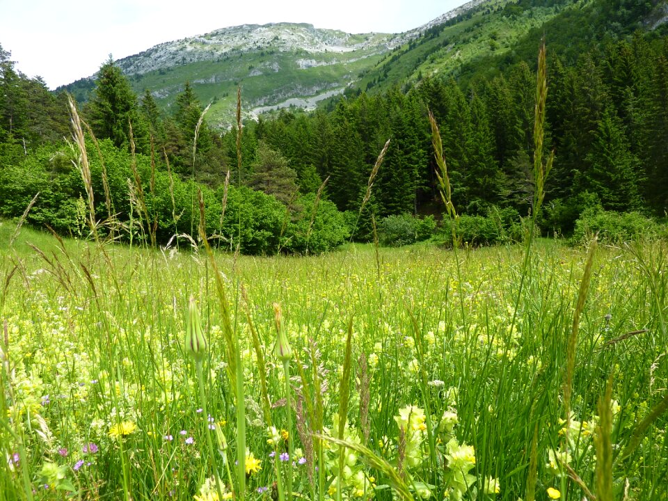Vercors prairie mountain