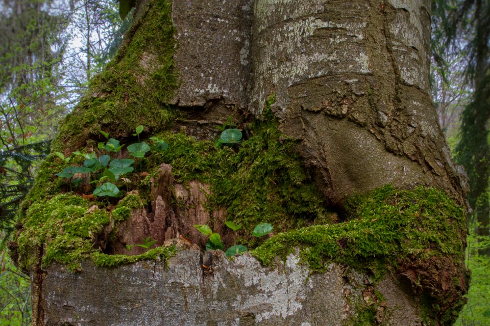 Book seedling tree seedling rejuvenation