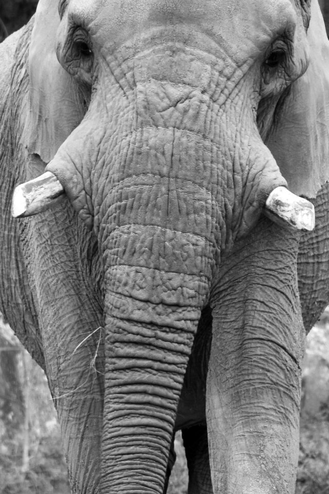 Zoo elephant head nature
