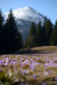 Meadow tatry polyana photo