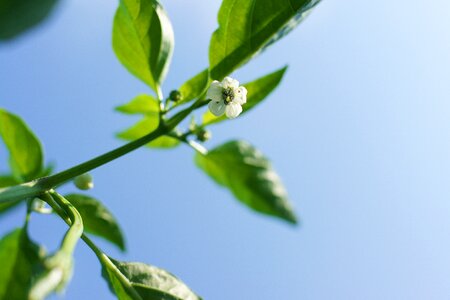 Spring vegetables hot pepper flower