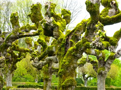 Trunk nature green photo