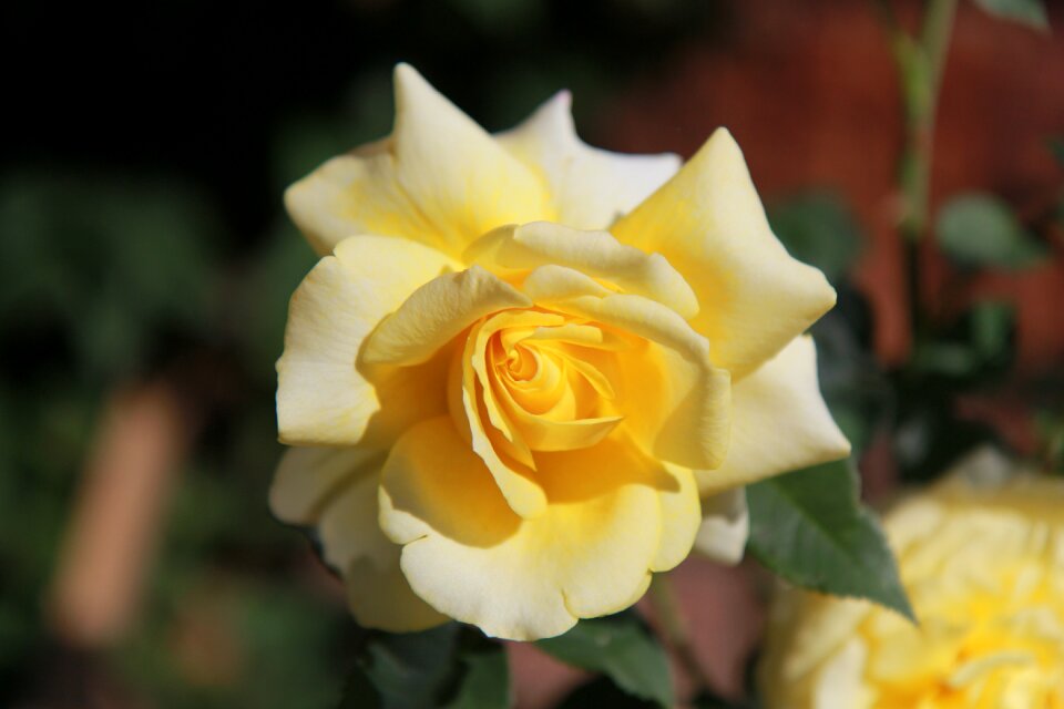 Roses tender rose beautiful flower