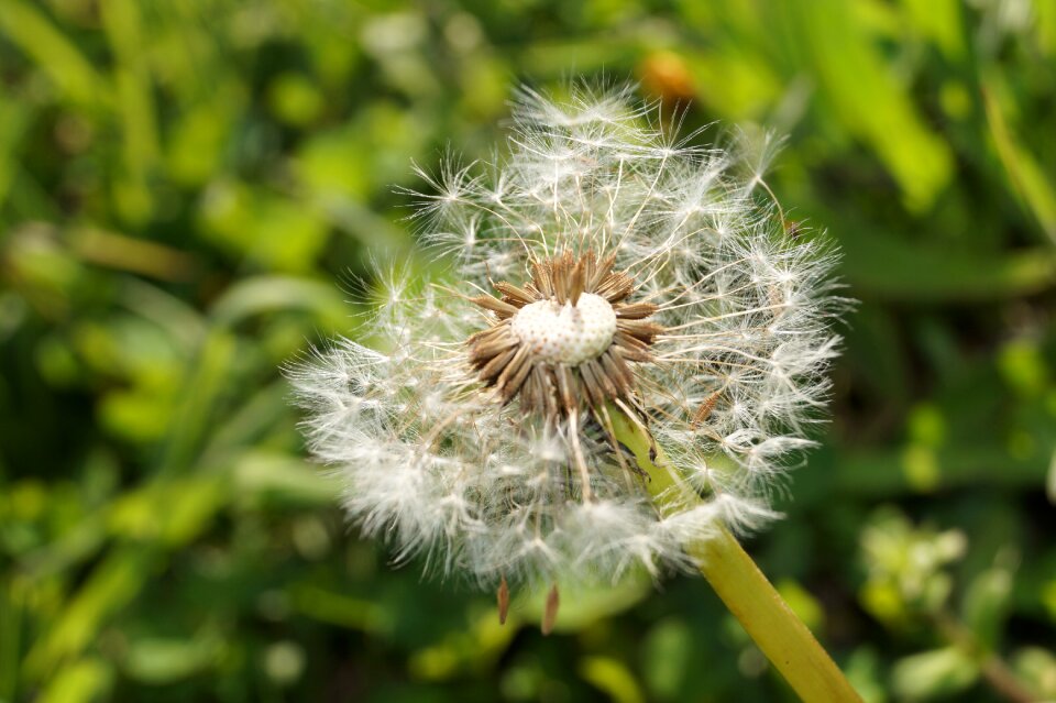 Dandelion seeds garden