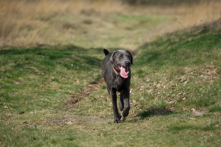 Animal outdoor pet photo