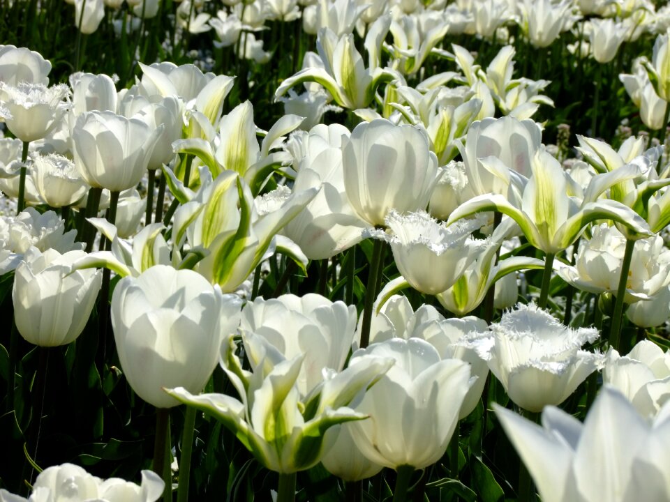 Tulpenzwiebel schnittblume flower photo