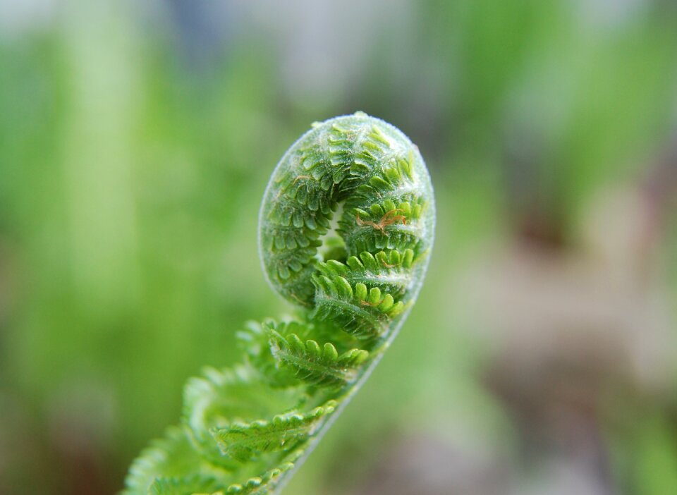 Plant nature fern plant