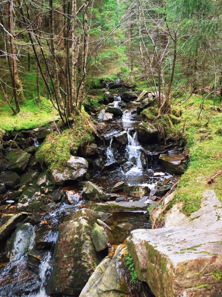 The nature of the waterfall forest