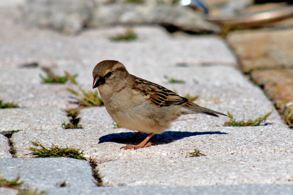 Female sparrow sparrow