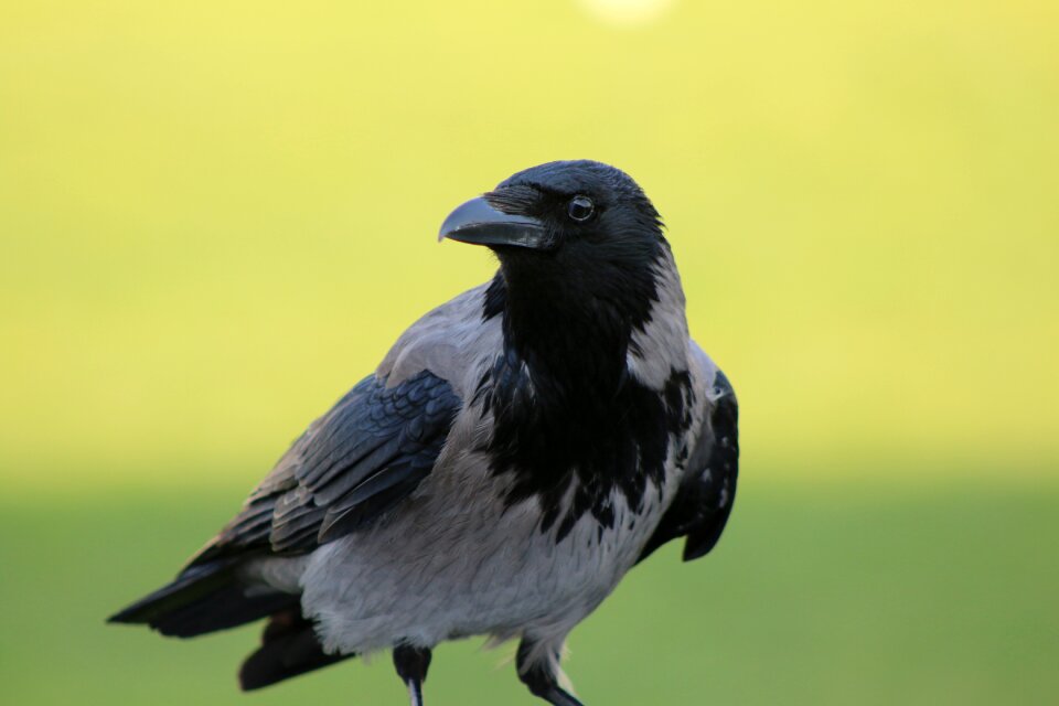 Crow animal black