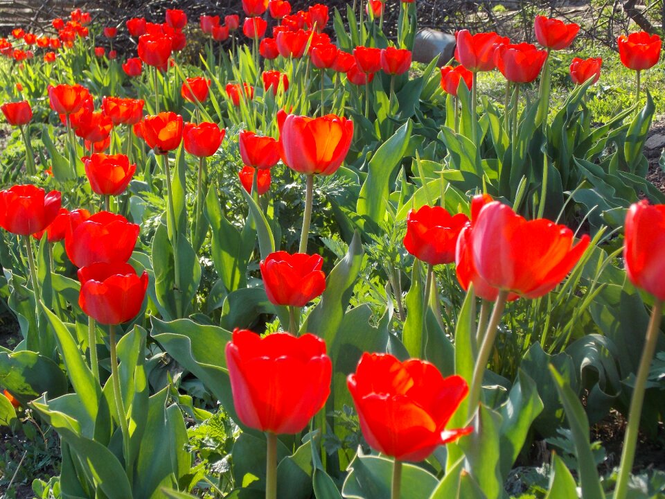 Spring tulip spring flowers