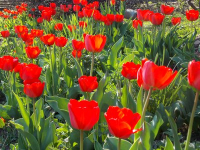 Spring tulip spring flowers