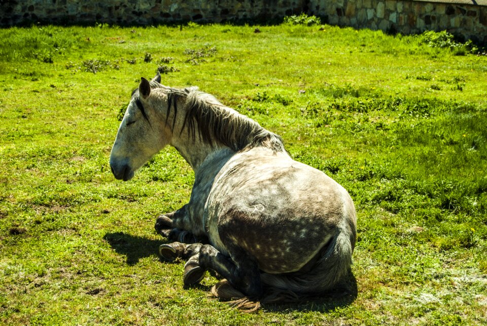 Spring grass rest