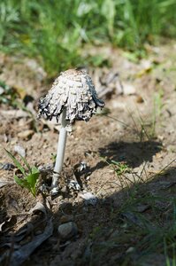 Plant flora poisonous