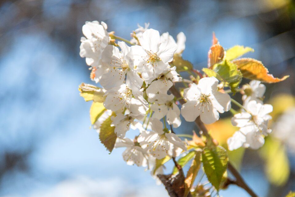 Spring nature full bloom