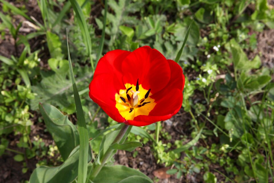 Bright bloom macro
