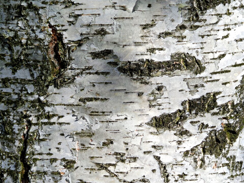 Forest beauty the bark