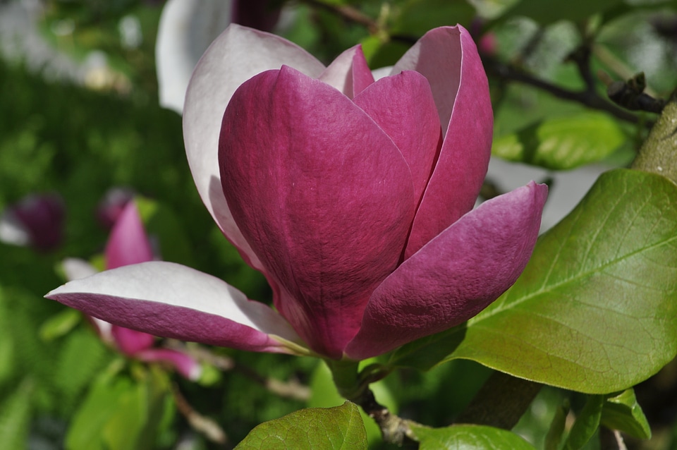 Flower bloom nature