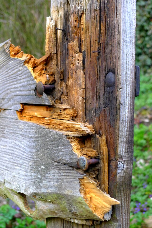 Environment forest wooden