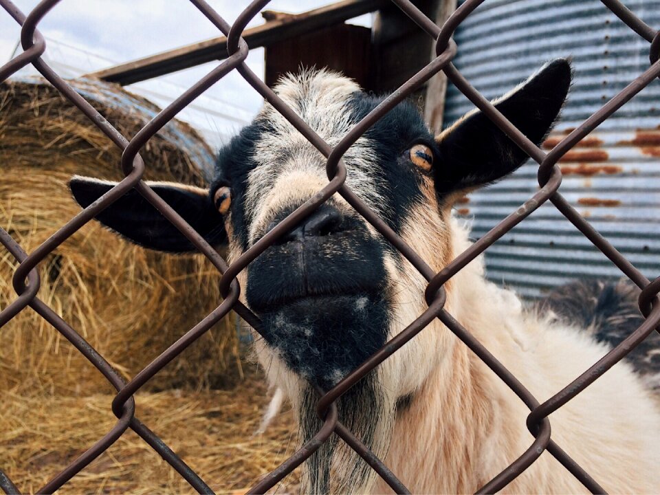 Livestock agriculture