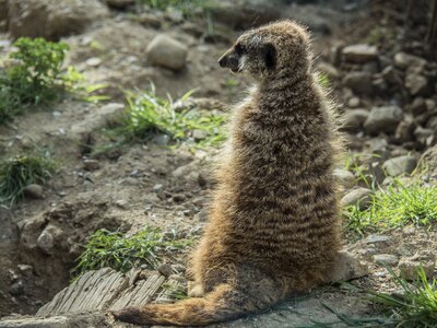 Look alert animal