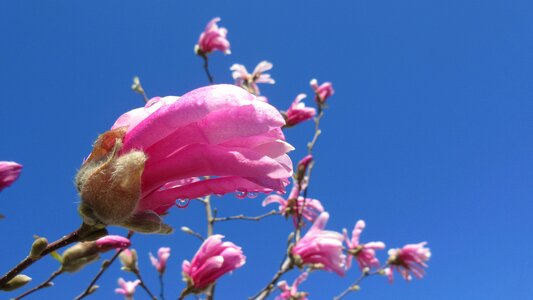 Tree nature pink photo