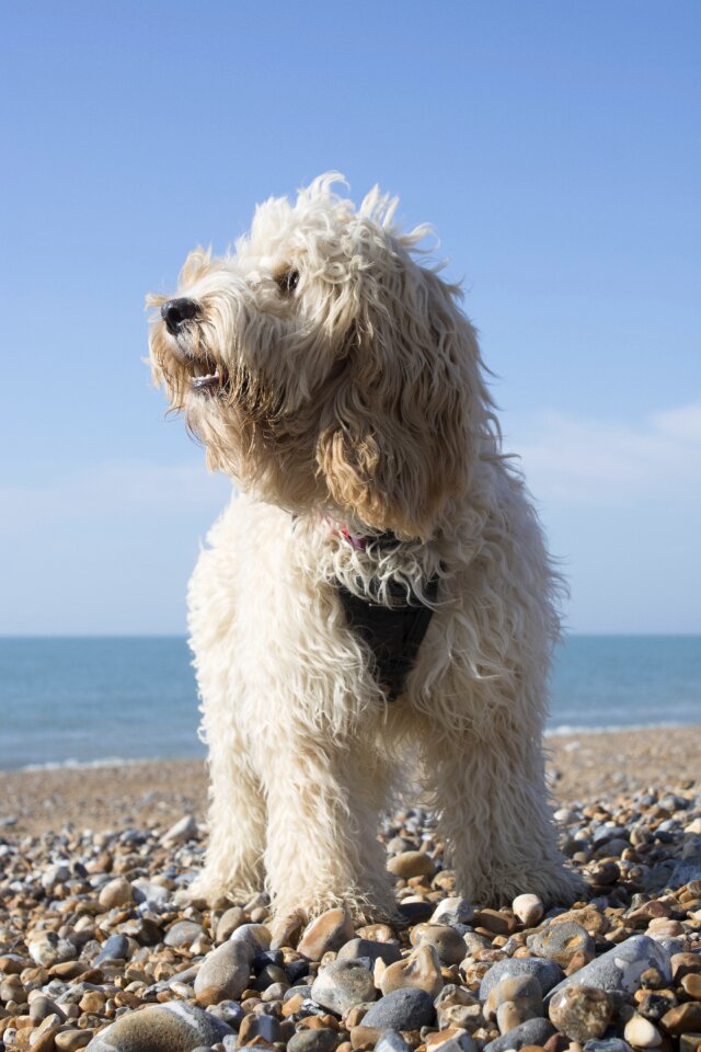 Sea cockapoo animal