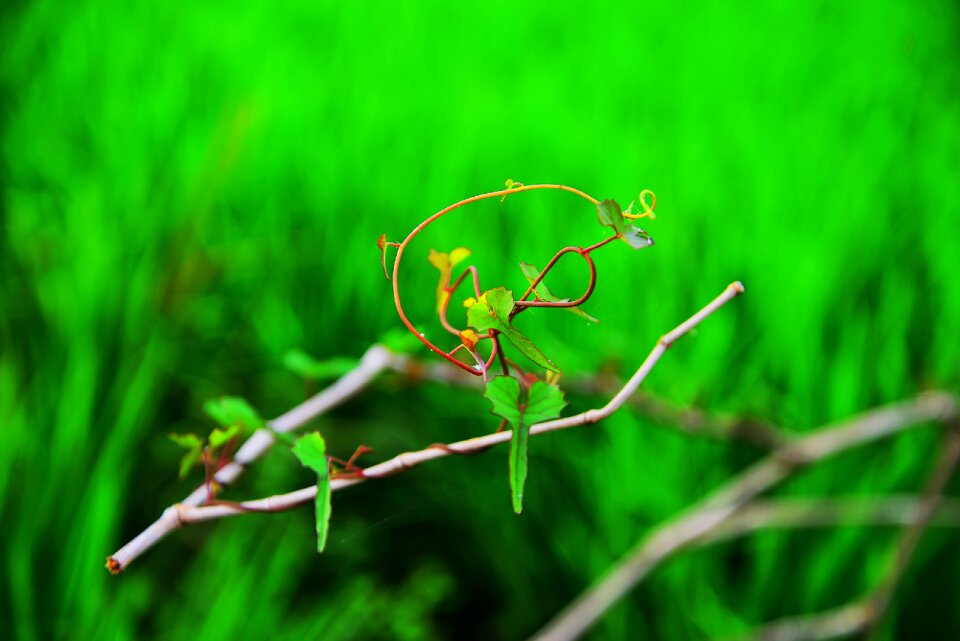 Love life nature