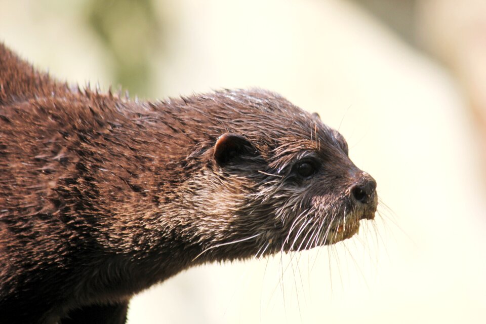 Water mammal close up