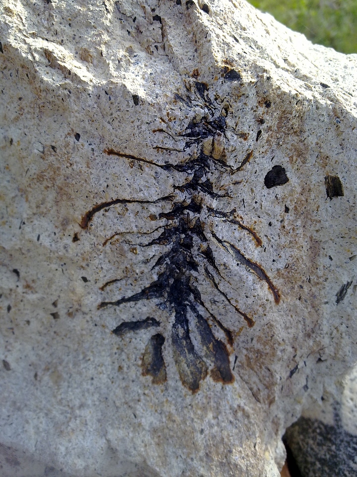 Rock geology petrified