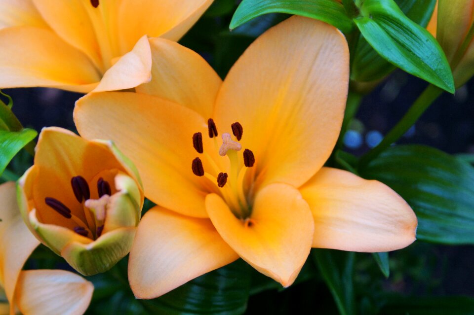 Bloom stamp stamens
