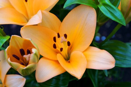 Bloom stamp stamens