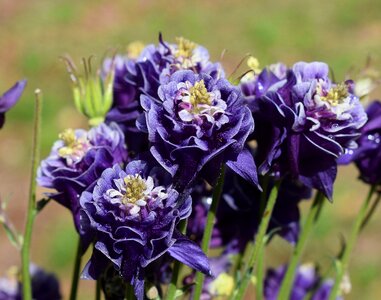Double flower blossom