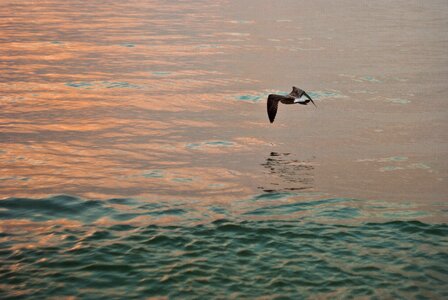 Sea sunset bird photo