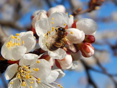 Blossoming trees wasp