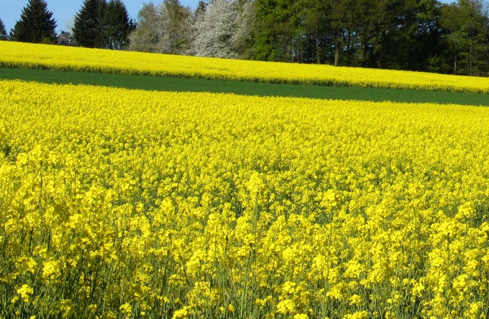 Field landscape yellow nature