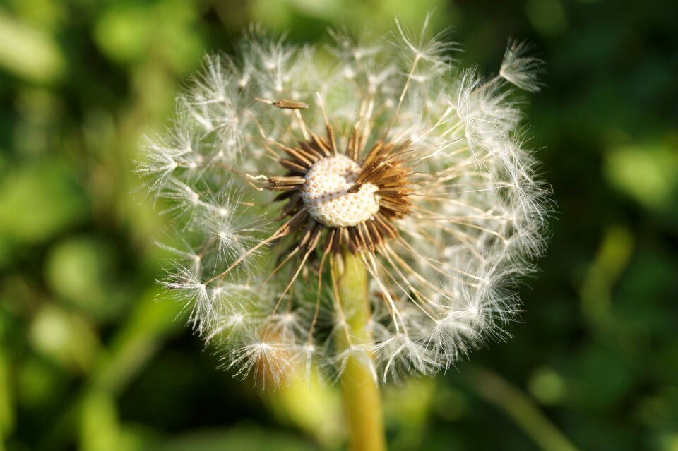 Dandelion close up flying