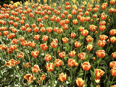 Fleurs jaunes red flowers yellow flowers
