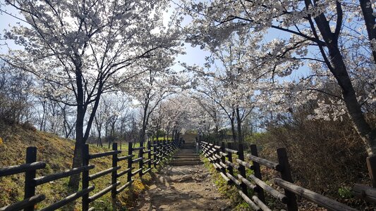 Cherry blossom flower road trails