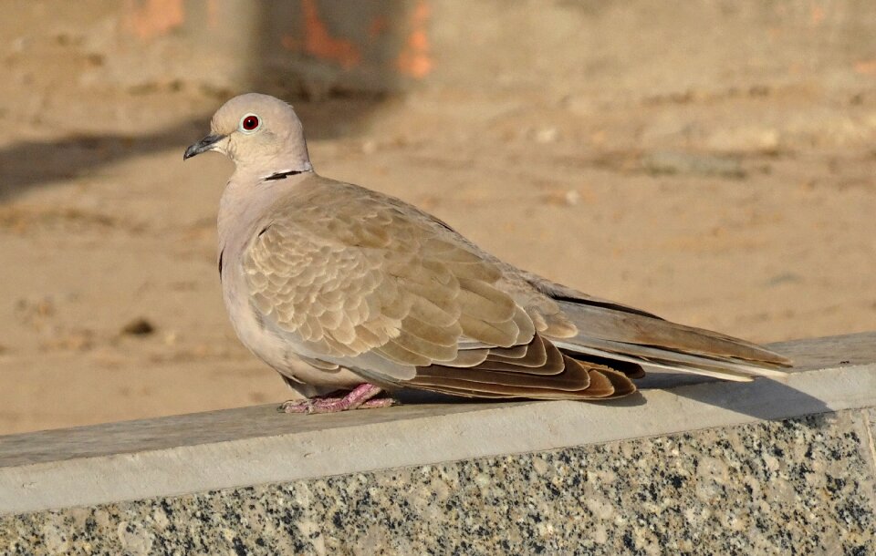 Eurasian collared dove streptopelia decaocto collared dove