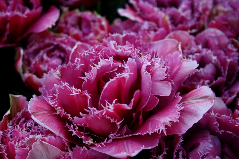 Cut flowers plant spring flowers