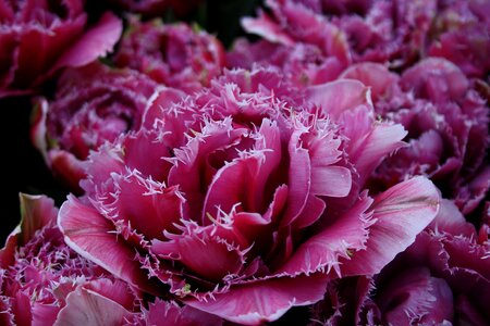 Cut flowers plant spring flowers