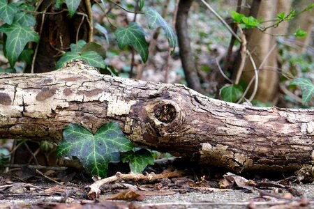 Log bark environment