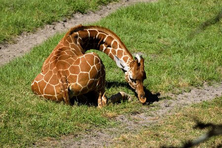 Giraffe mammal safari photo