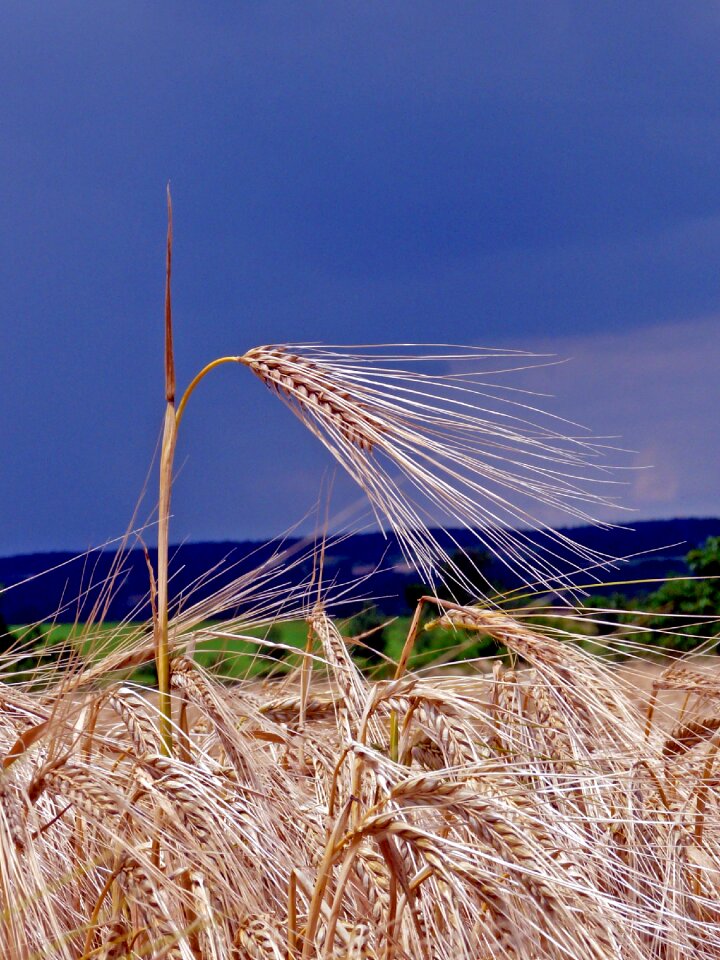 Field cereals cornfield