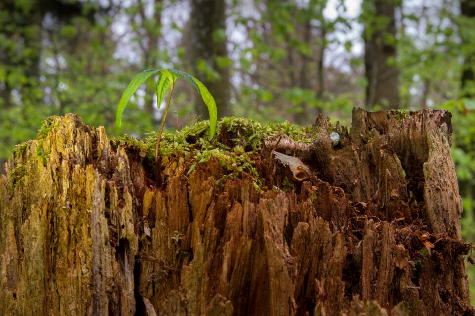 Maple seedling tree seedling rejuvenation