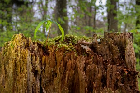 Maple seedling tree seedling rejuvenation