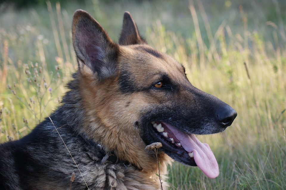 Sheepdog animal working dog photo